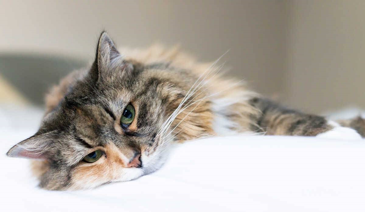 gatto che dorme sul letto