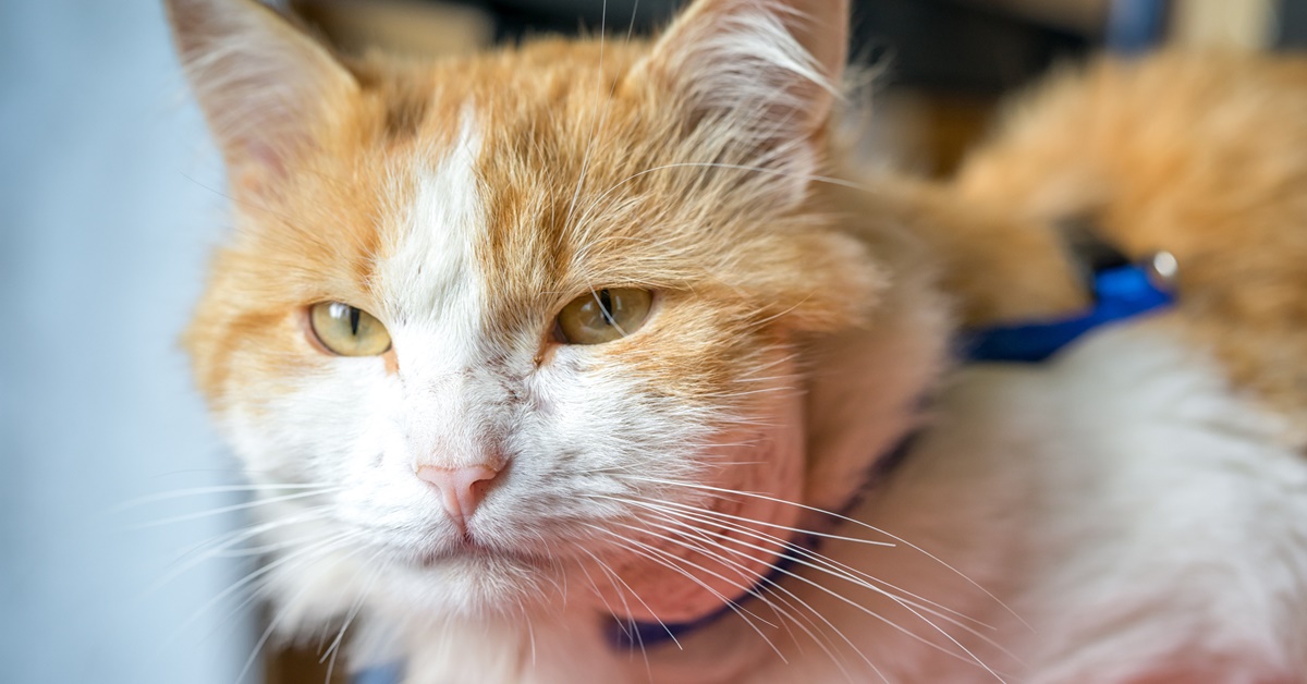 Ascessi nei gatti: cause, sintomi, diagnosi e possibili soluzioni