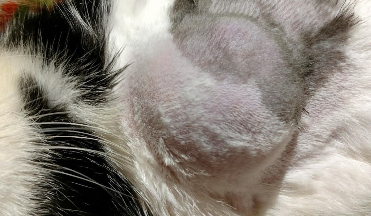 pelle del gatto gonfia