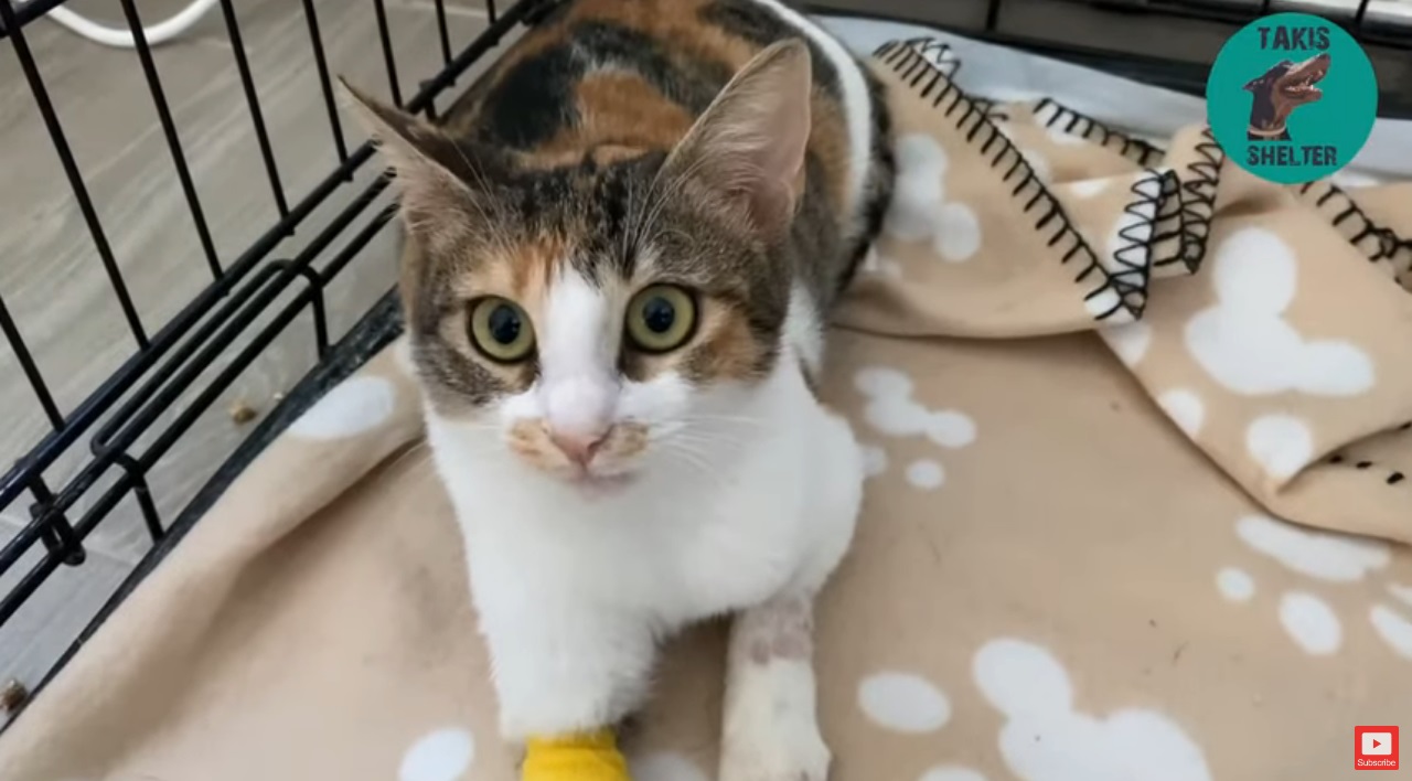 Trovata gattina con una zampa rotta, Athena salvata dai volontari in Grecia (VIDEO)