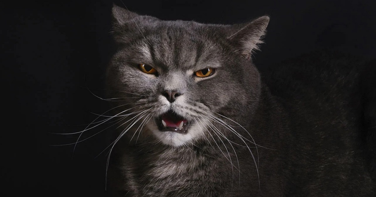 Rapporto bipedi-quadrupedi: gli atteggiamenti umani che i gatti odiano
