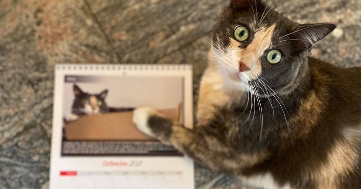 Baffi da Copertina: un calendario per aiutare i mici del gattile di Vercelli