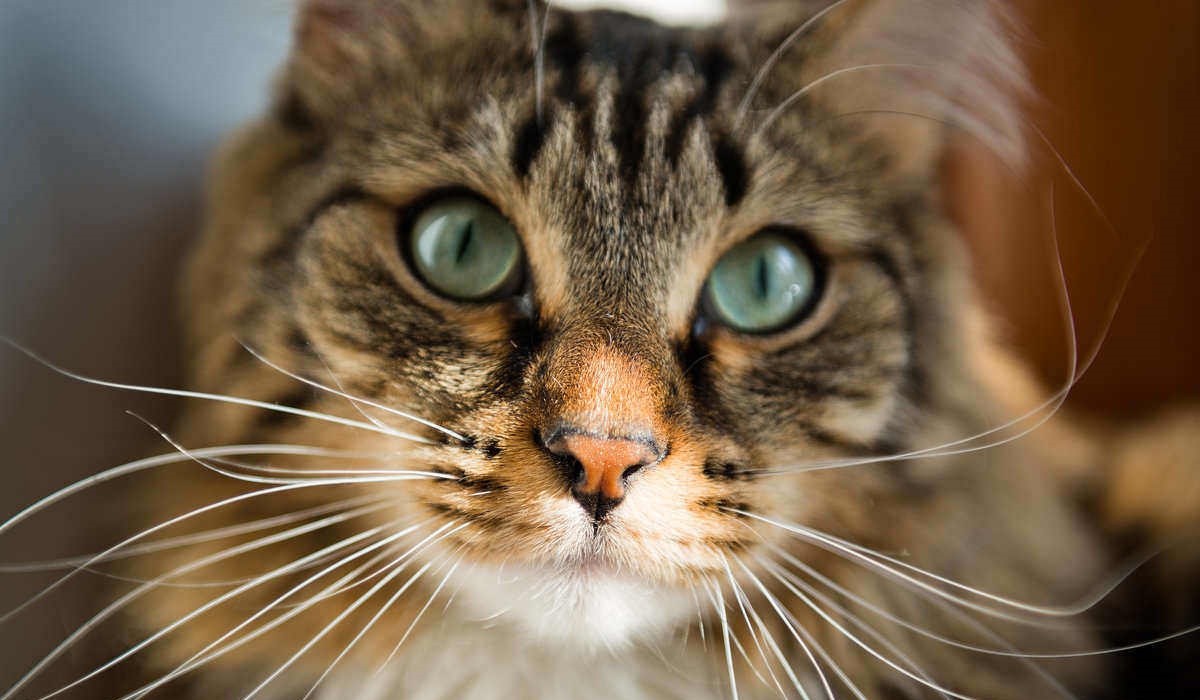 gatto con gli occhi verdi