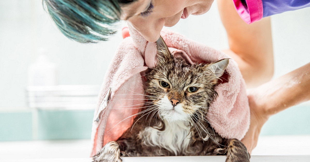 gatto che non ama il bagno