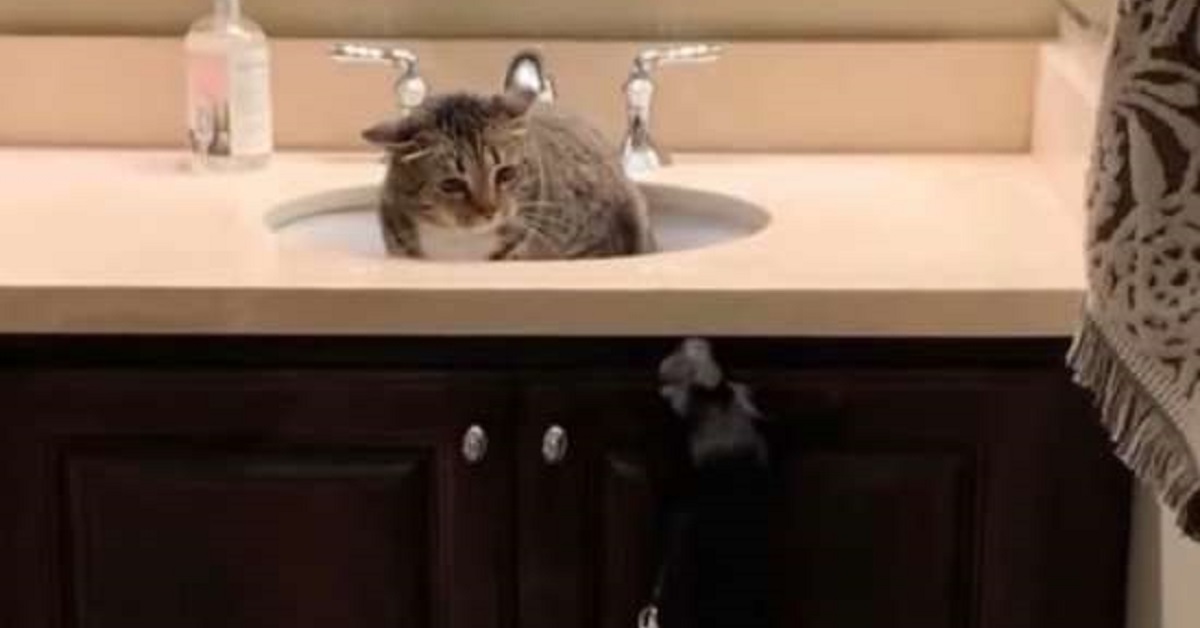 Bambi, la gattina Soriano che non vuole giocare col cagnolino ospite (VIDEO)