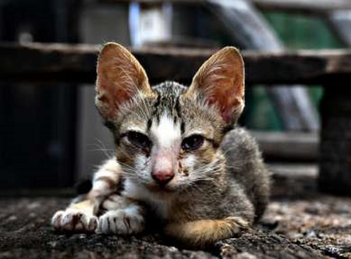 beatrix gattina disperata cerca cibo