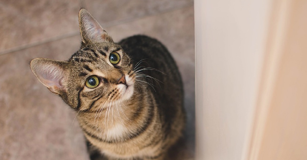 Beatrix, la gattina Soriano vaga per il parcheggio in cerca di cibo (FOTO)