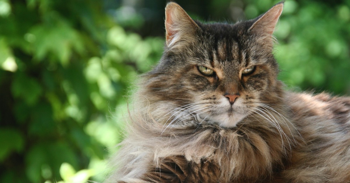 cuccioli di maine coon