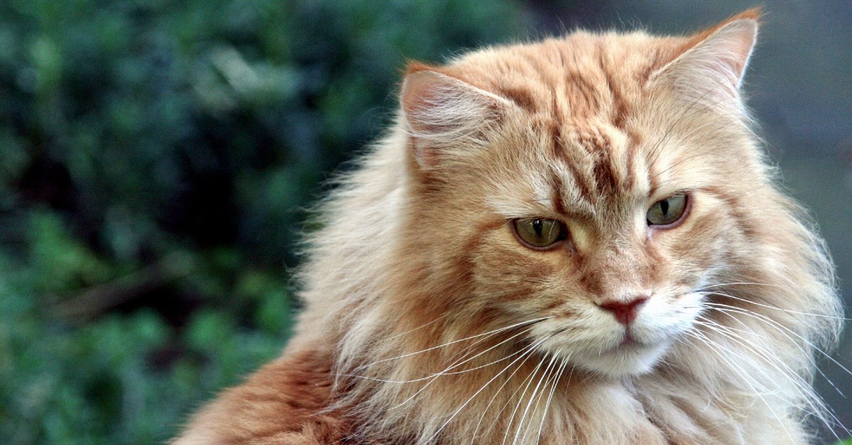 cuccioli di maine coon