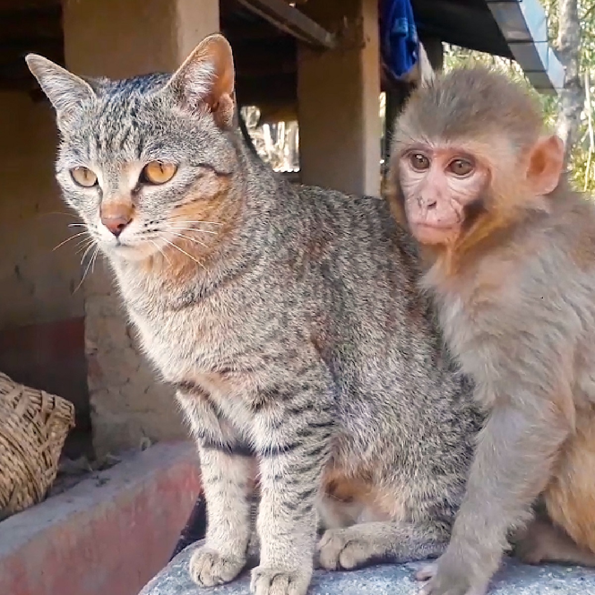 scimmietta gattina amica stretta 