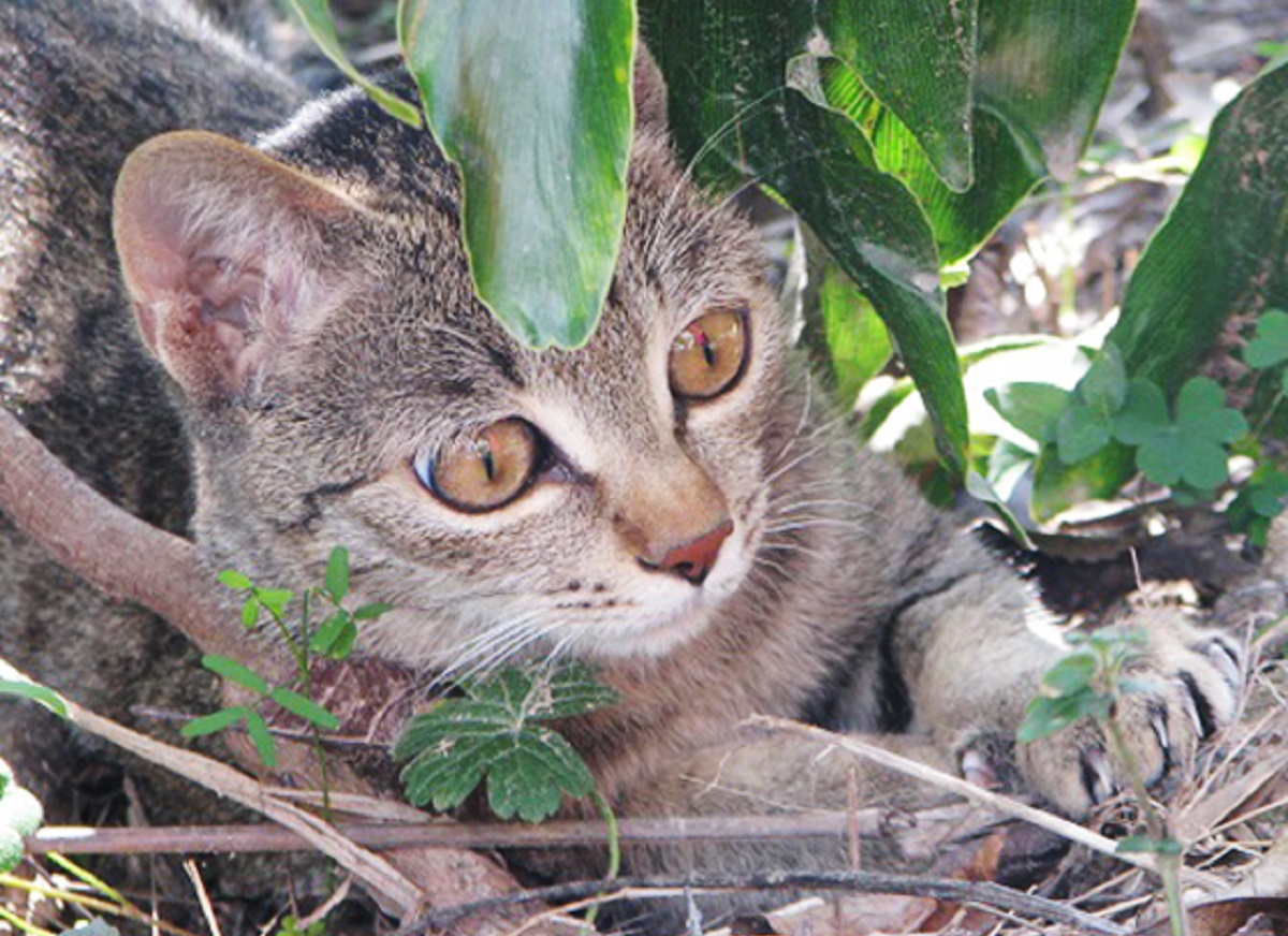 billo gattina amore figlioletta scimmia