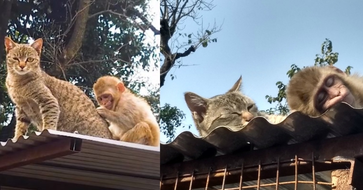 Billo, la gattina diventa la migliore amica di una scimmietta in difficoltà (VIDEO)