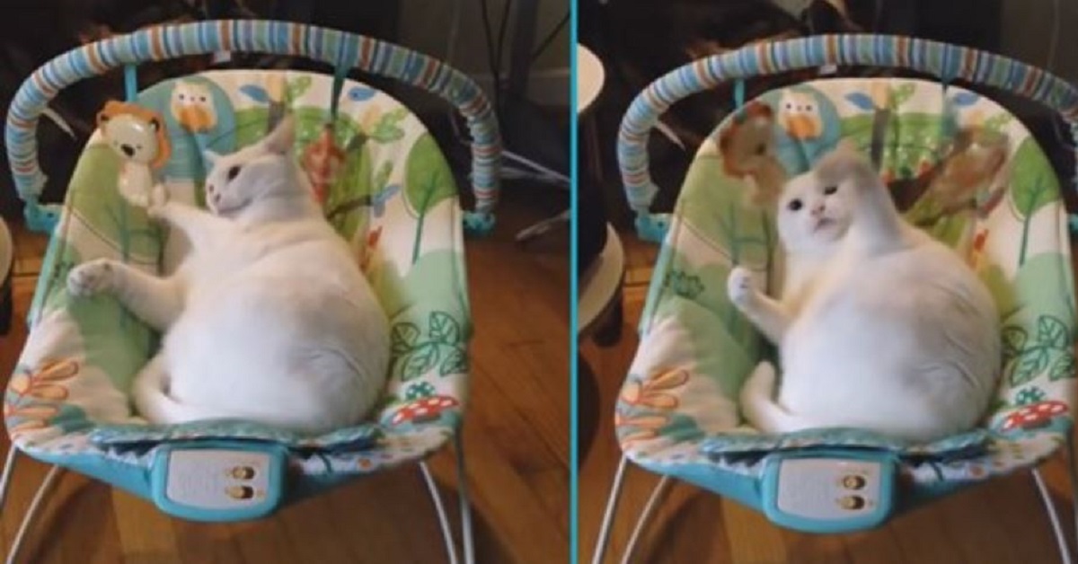Blanquita, la gattina British Shorthair gioca sull’altalena del bambino (VIDEO)