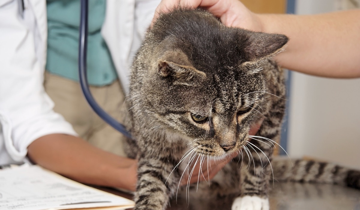 gatto dal veterinario