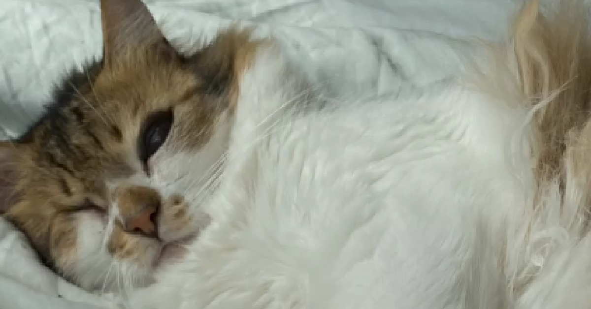 Brooklyn, il gattino celtico salvato in Tanzania trova casa negli USA (VIDEO)