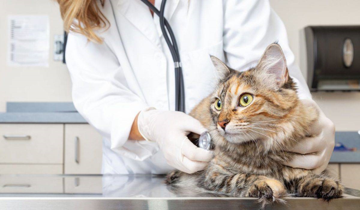 veterinario visita un gatto