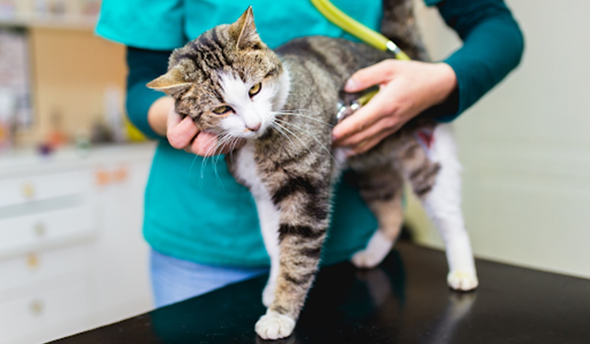 gatto fa le fusa al veterinario