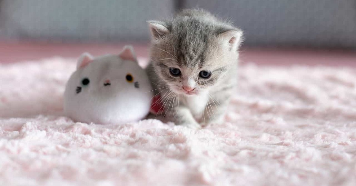 cucciolo di gatto con peluche