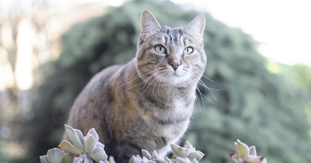 gatto in natura