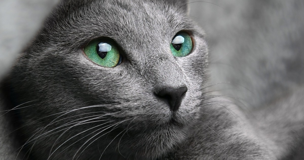 cuccioli di nebelung originali