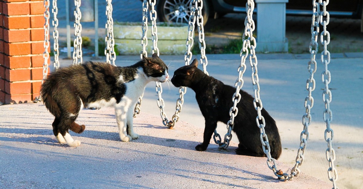 gattino che litiga con altri gattini