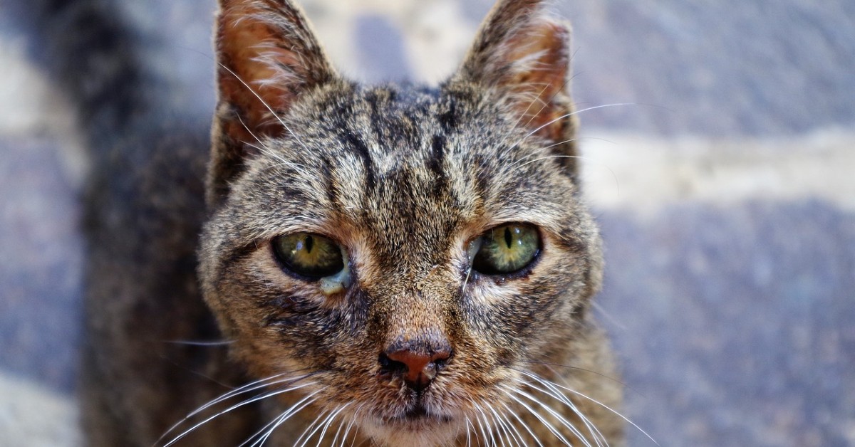 noduli sottopelle nel gatto