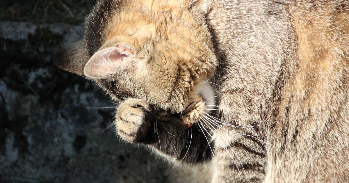 noduli sottopelle nel gatto