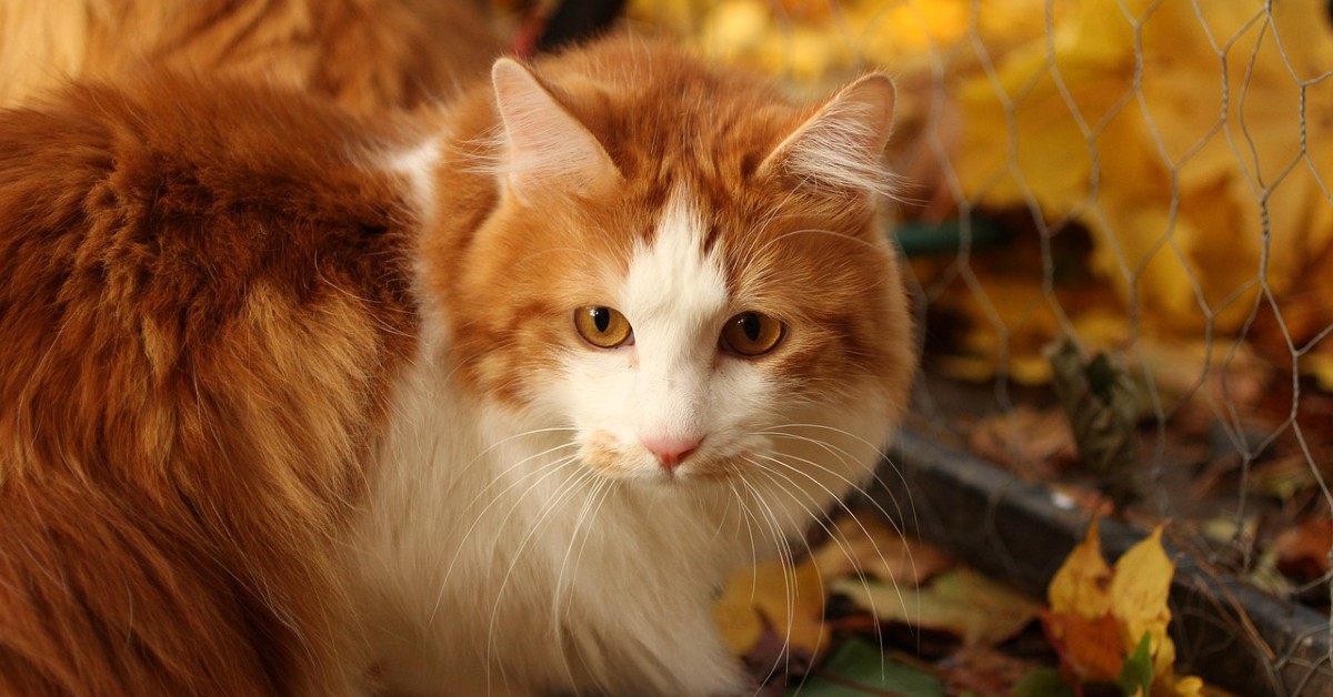 Cuccioli di Kurilian Bobtail: cure specifiche per crescerli sani e forti