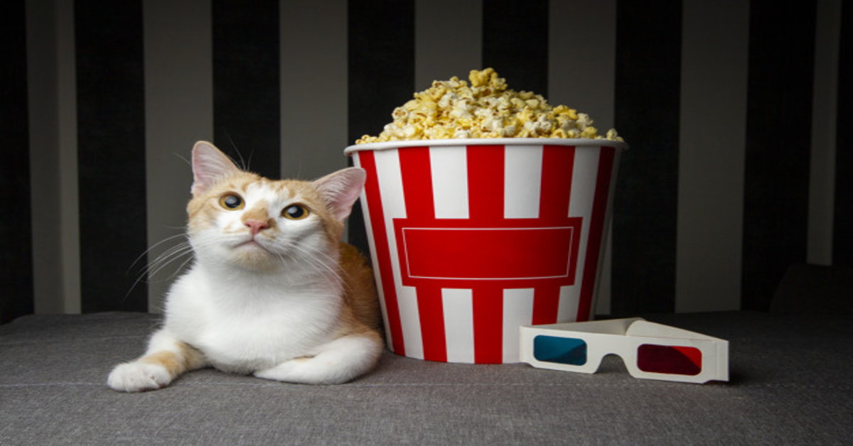 Gattino Europeo affascinato dal popcorn strega il web con le sue comiche espressioni (VIDEO)