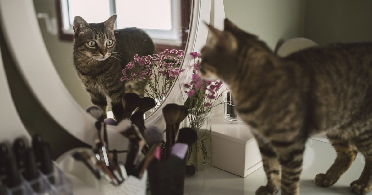 Mau il gattino che si guadagna la vita lavorando come estetista (VIDEO)