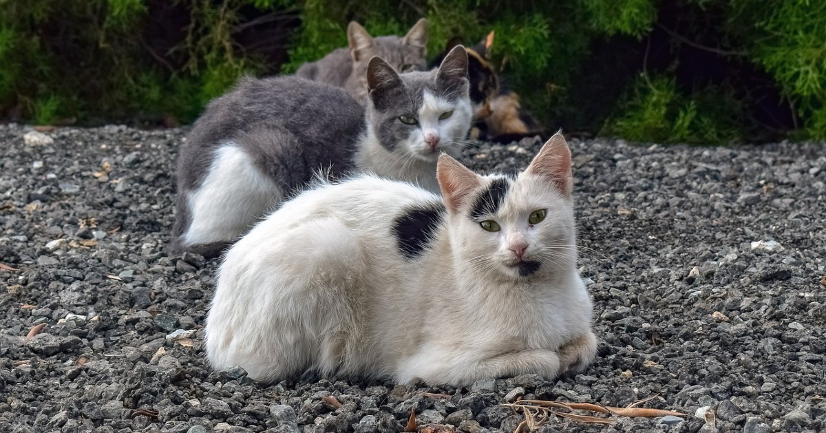 noduli sottopelle nel gatto