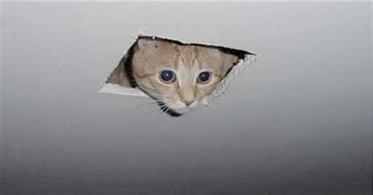 Il salvataggio di Luca, un gattino rimasto intrappolato dentro una parete (VIDEO)
