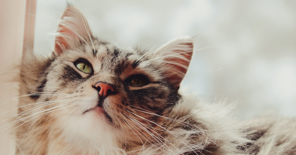 cuccioli di maine coon