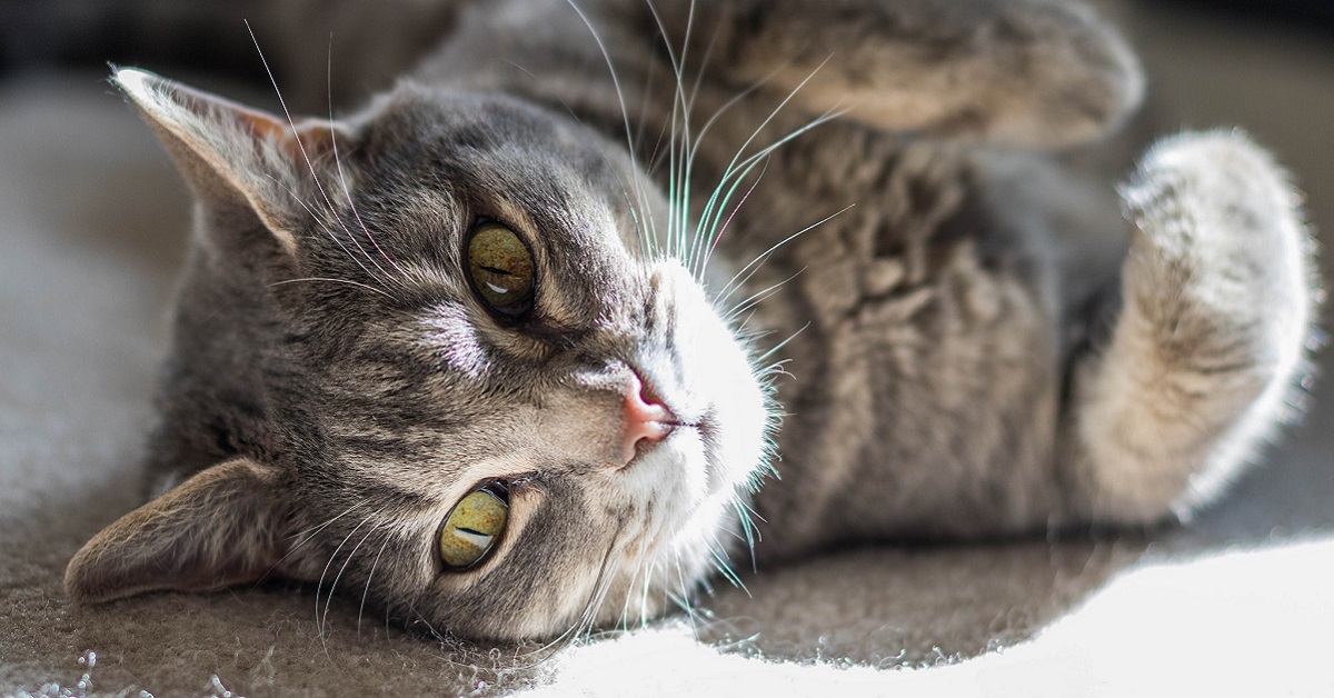 gatto con occhi verdi