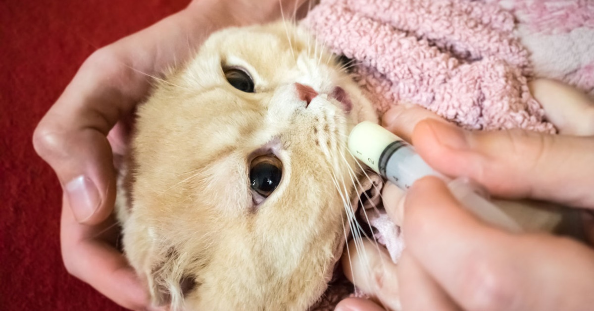 Come somministrare farmaci liquidi al gatto