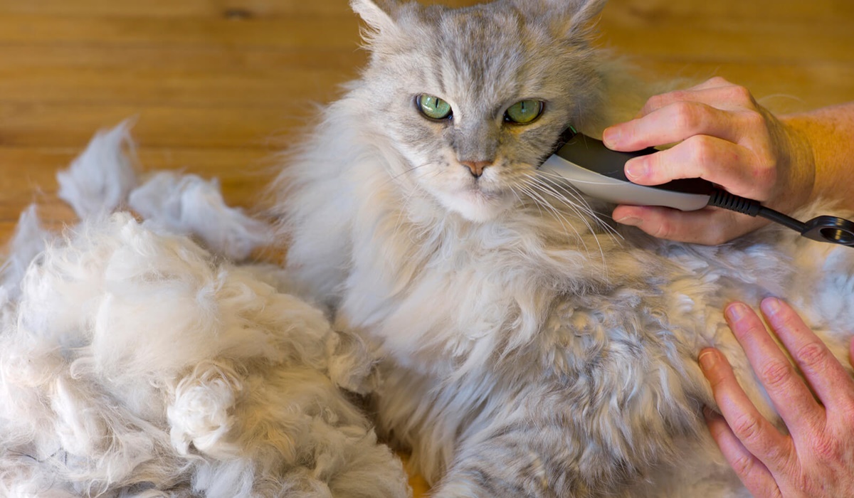 rasoio per gatti a pelo lungo