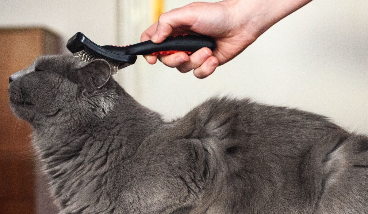 spazzolare il pelo del gatto