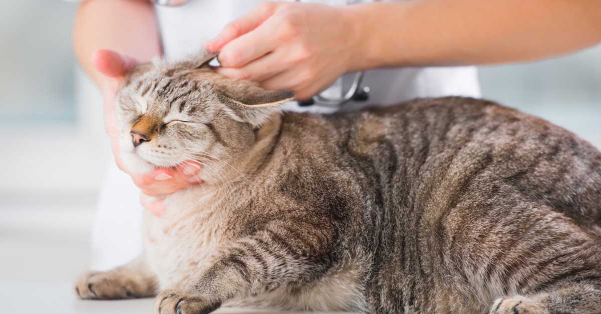 Infezioni delle orecchie del gatto: come trattarle e a che cosa fare attenzione