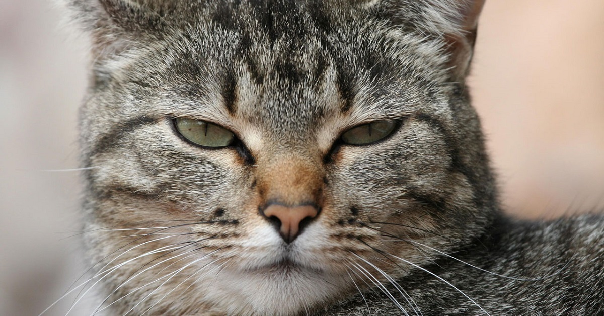 gatto con occhi socchiusi