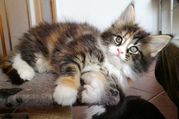 cuccioli di Maine Coon originali