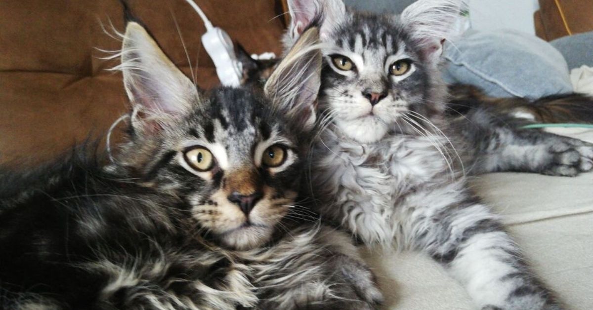 Cuccioli di Maine Coon originali, come riconoscerli? Ecco tutti i segni distintivi