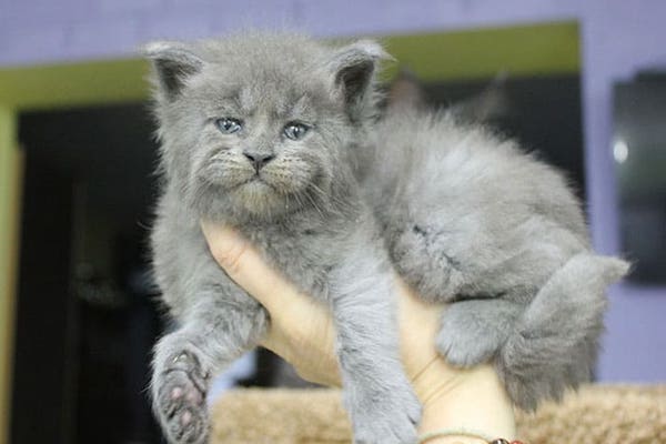 cuccioli di Maine Coon originali