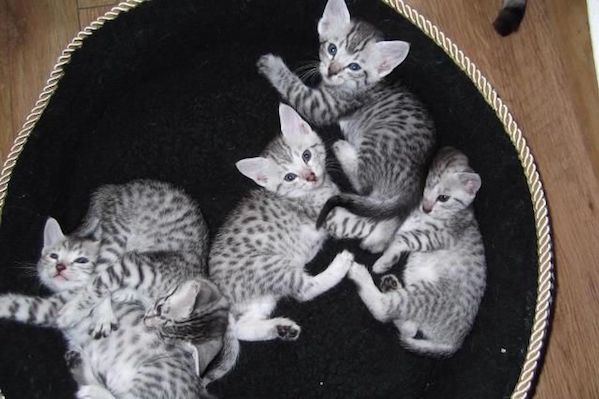cuccioli di Mau Egiziano 