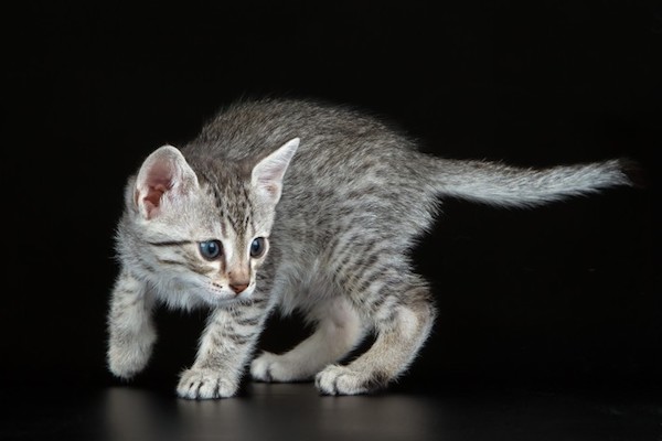 cuccioli di Mau Egiziano