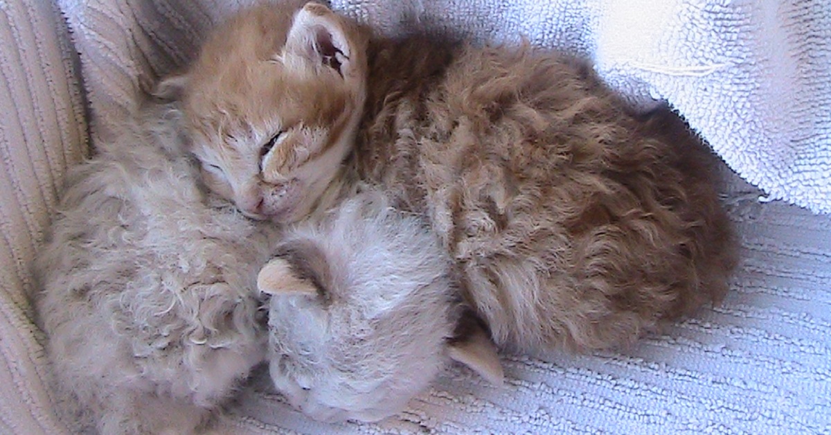 due gattini di razza laperm