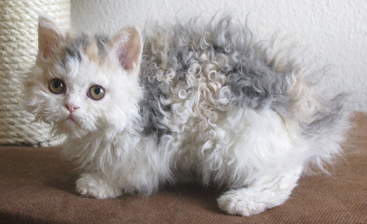 cucciolo di laperm dal pelo tricolore