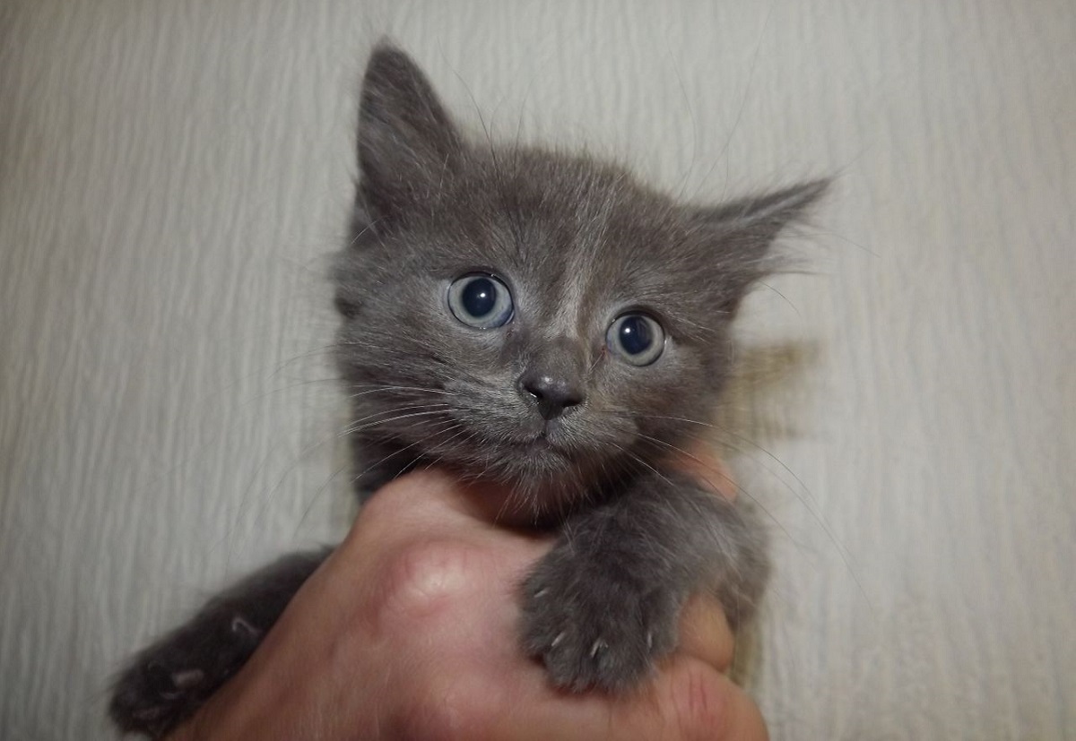 gattino laperm di colore grigio