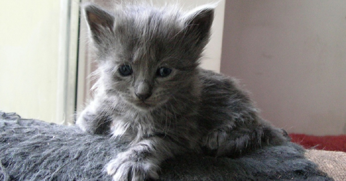 Cuccioli di Nebelung, caratteristiche e temperamento: cosa sapere su di loro