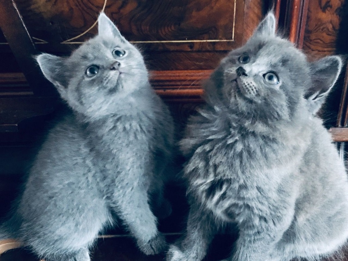 nebelung dolci