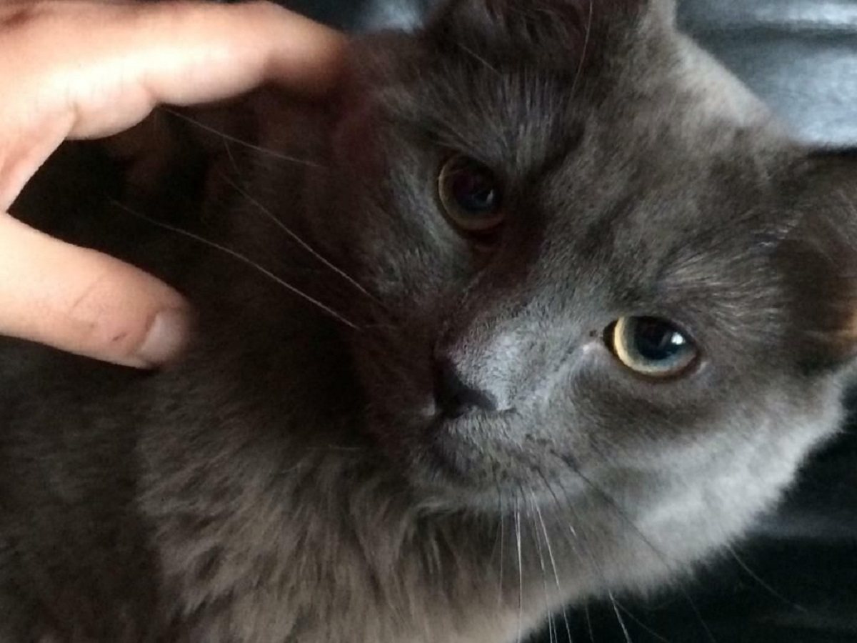 nebelung sguardo profondo